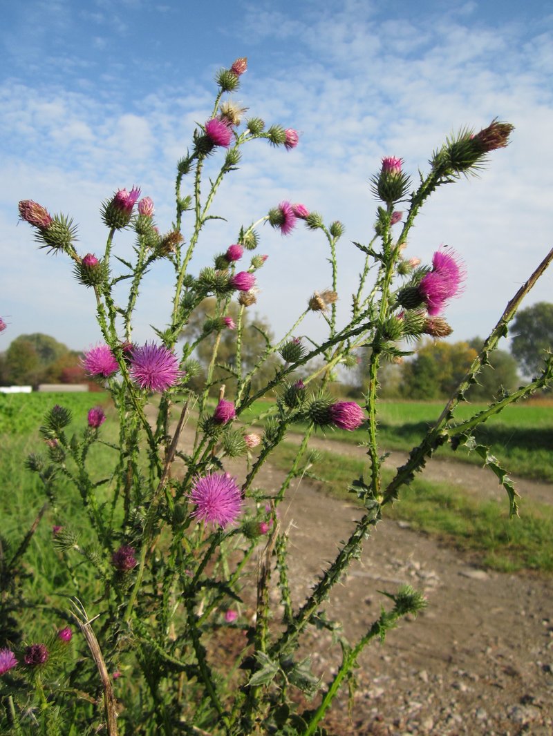 Spiny Plumeless Thistle photo 7