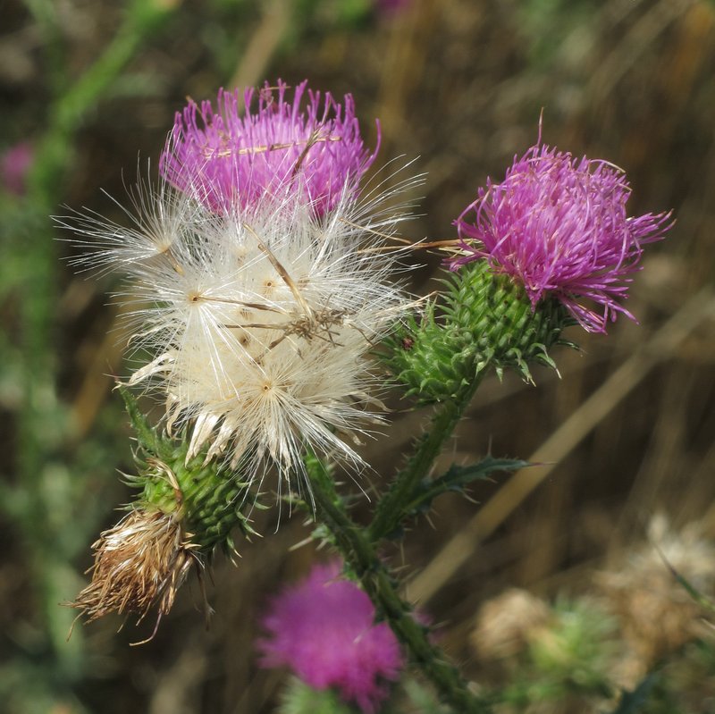 Spiny Plumeless Thistle photo 8