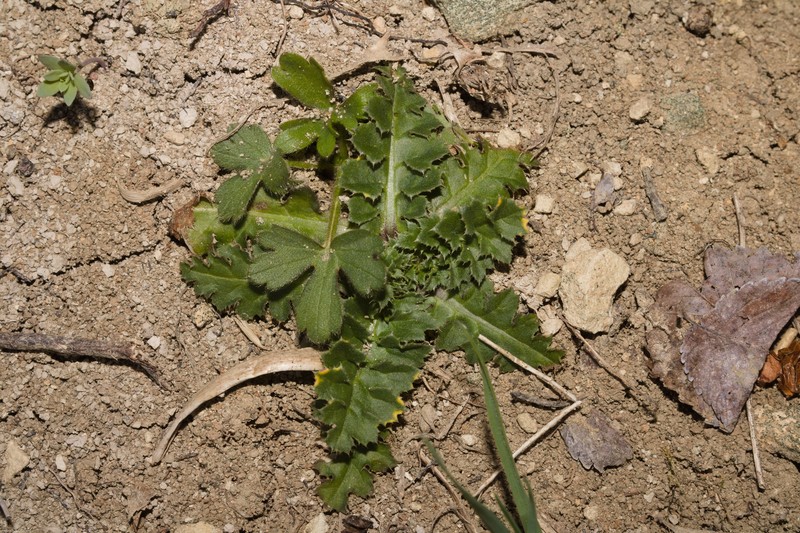 Carduus acanthoides subsp. acanthoides