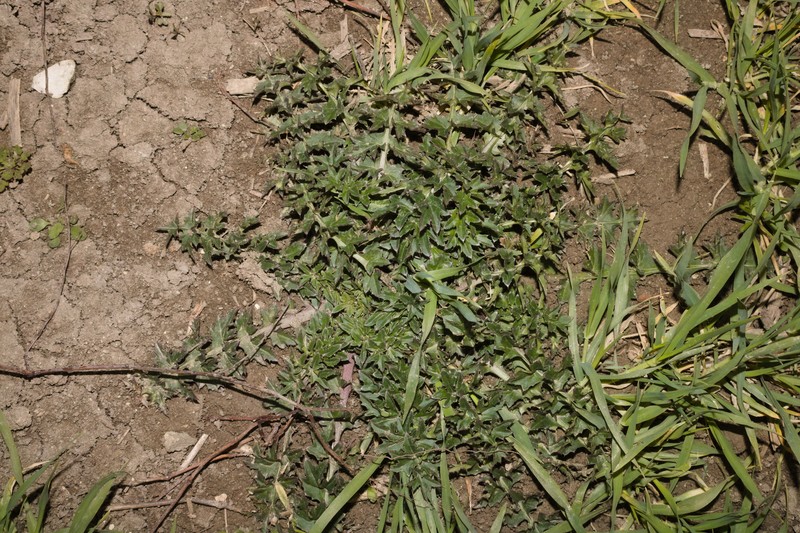 Carduus acanthoides subsp. acanthoides photo 2
