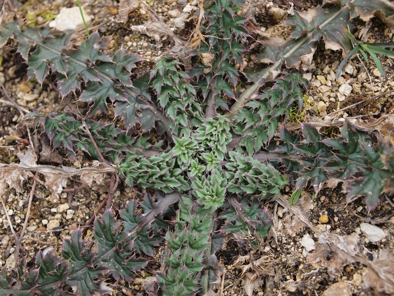 Carduus acanthoides subsp. acanthoides photo 3