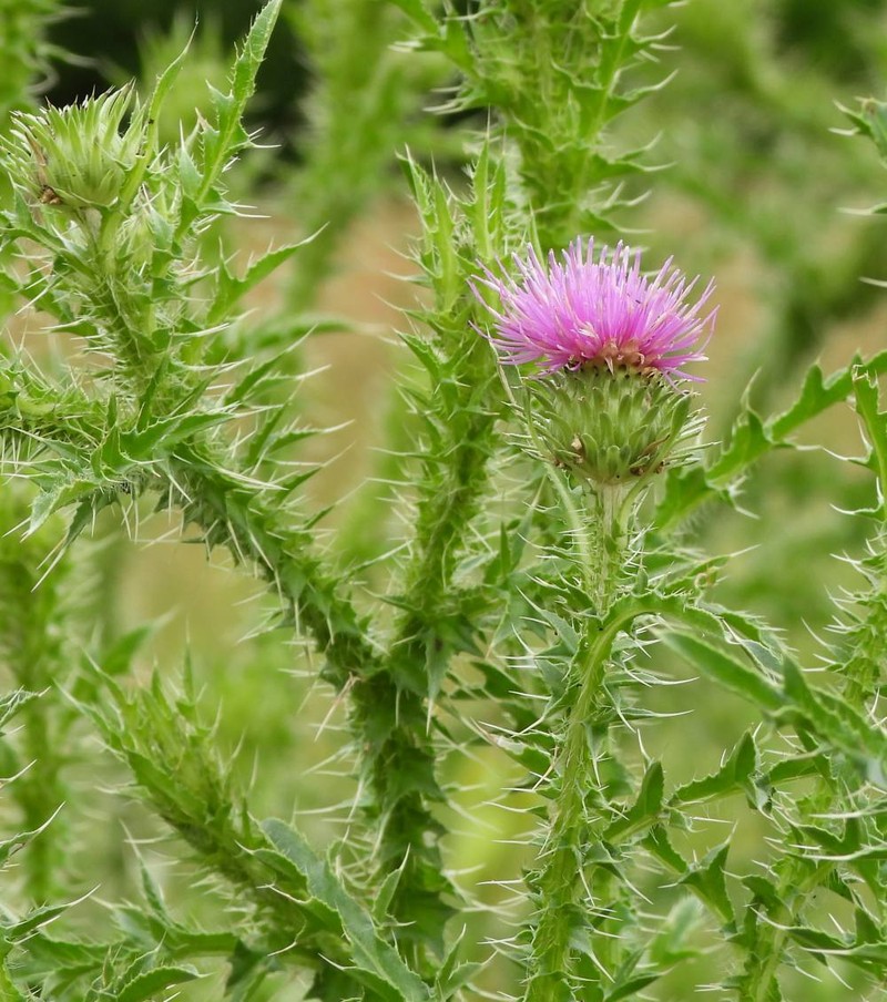 Carduus acanthoides subsp. acanthoides photo 4