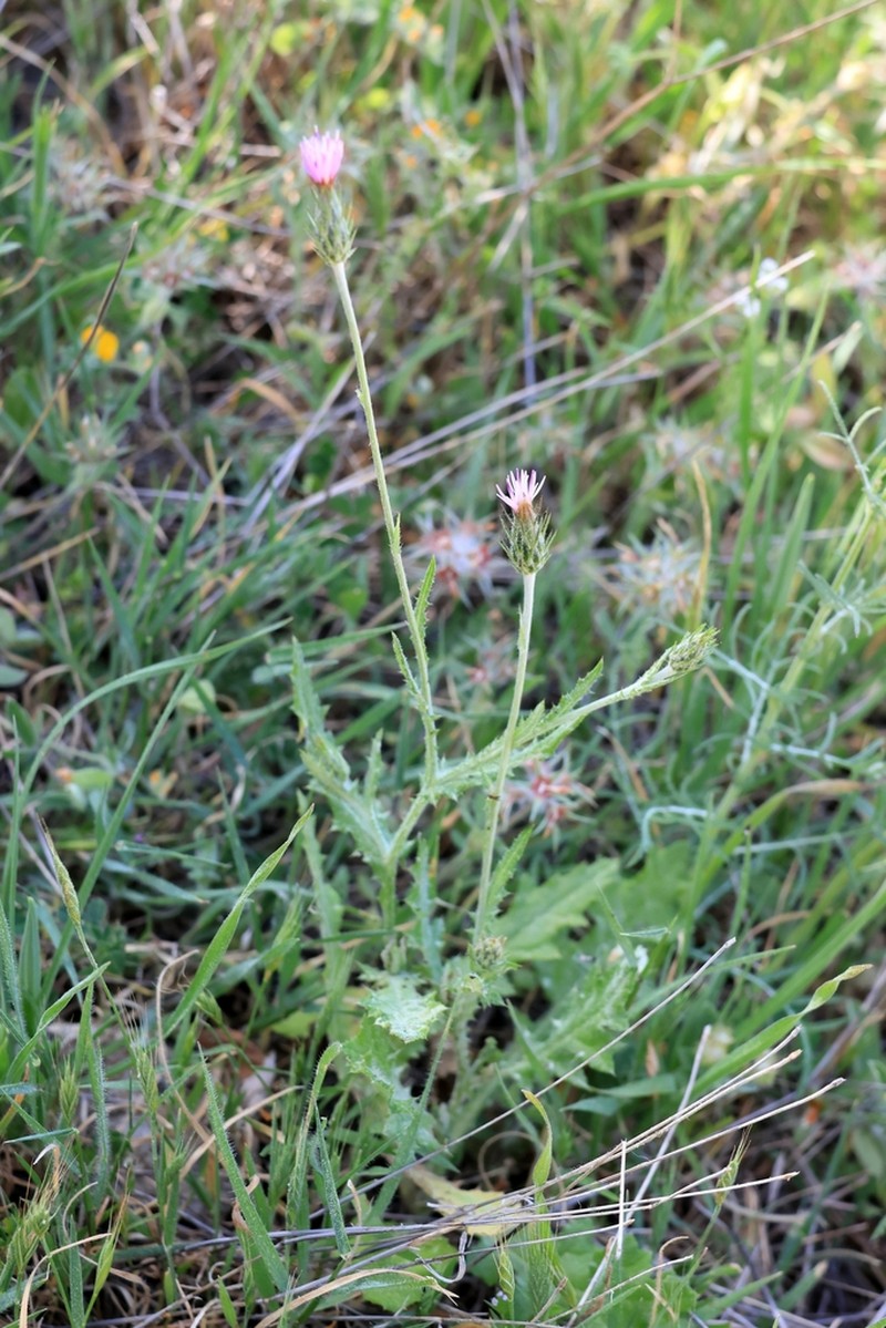 Carduus acicularis
