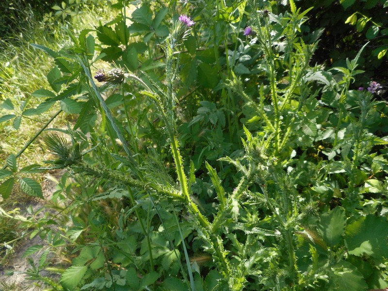 Carduus acicularis photo 2