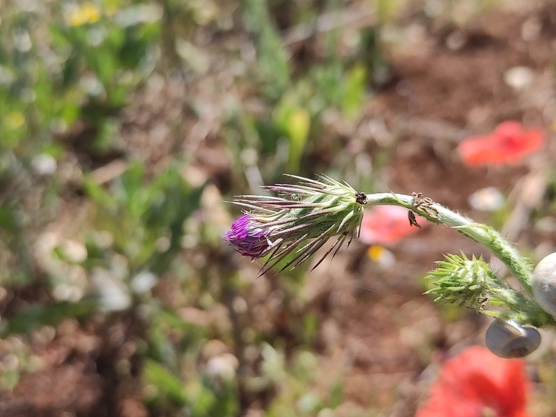 Carduus acicularis photo 3