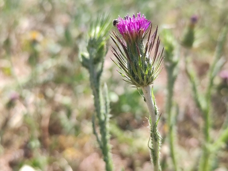 Carduus acicularis photo 4