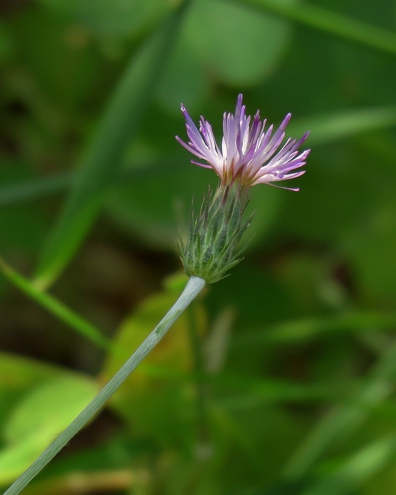 Carduus acicularis photo 5
