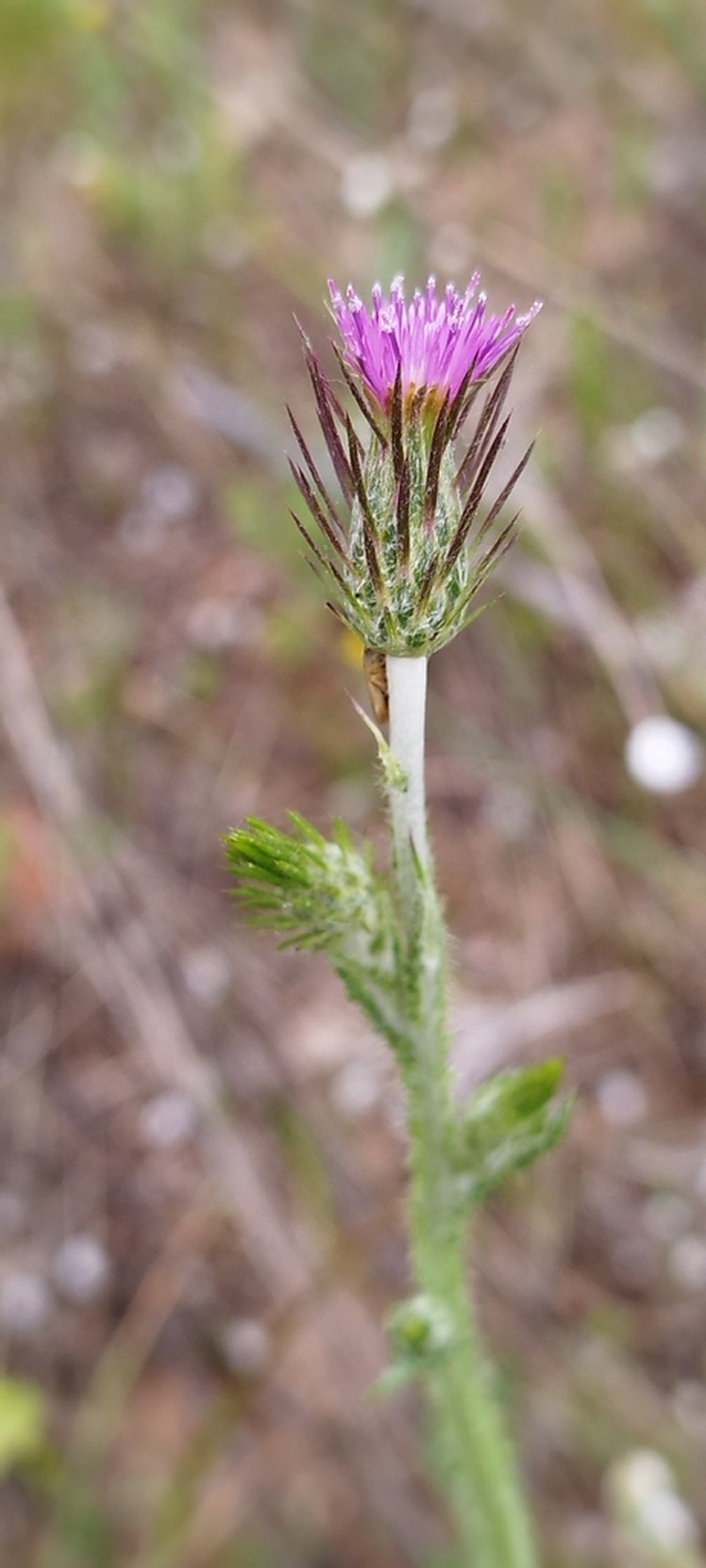 Carduus acicularis photo 6