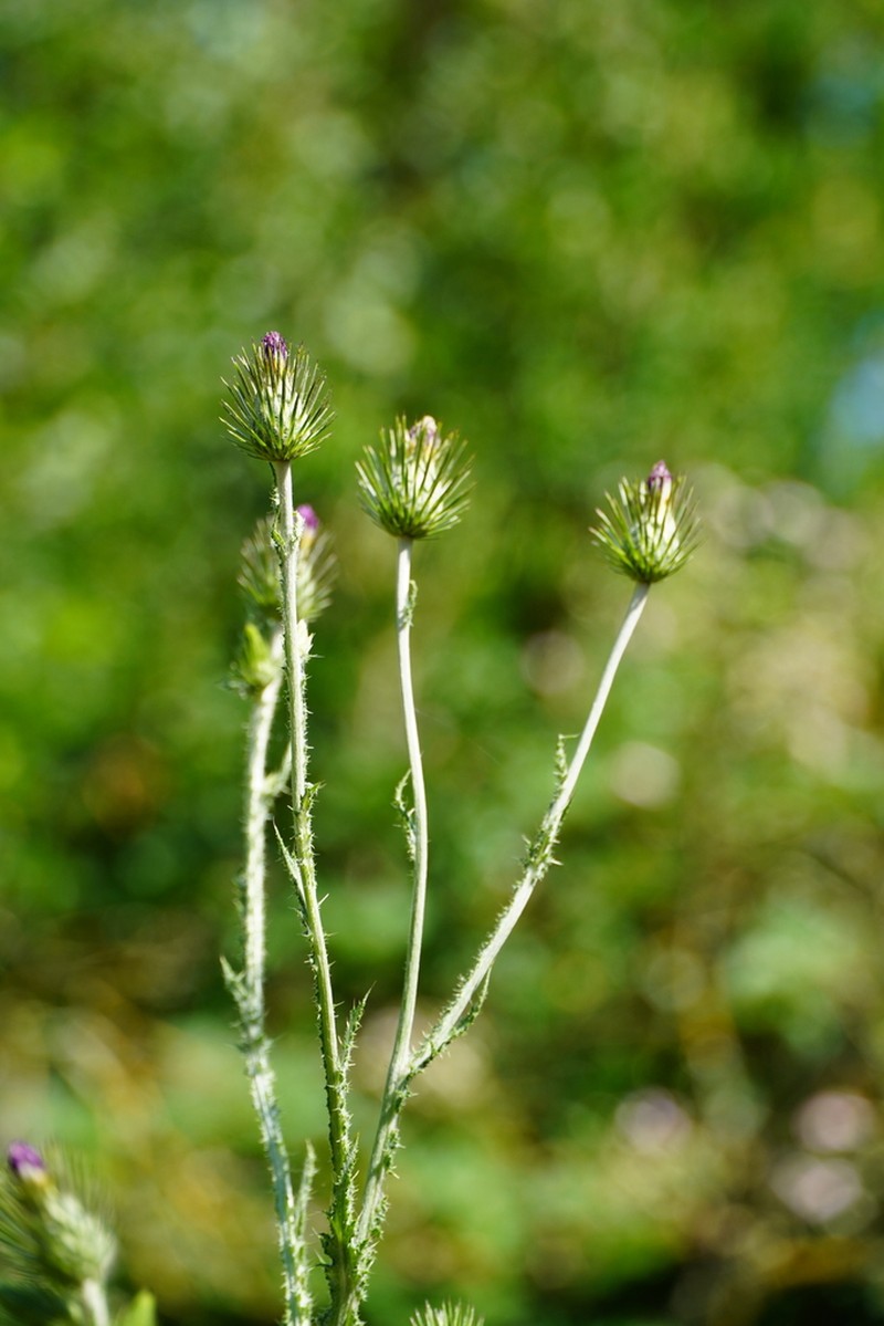 Carduus acicularis photo 7