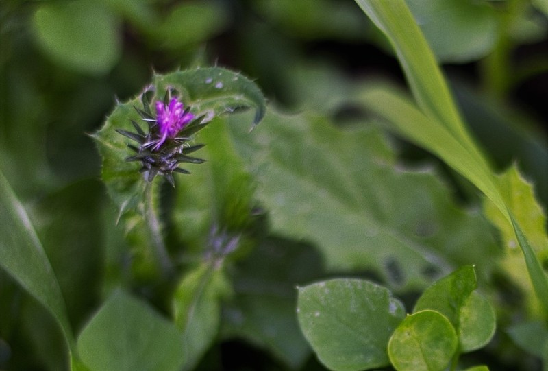 Carduus acicularis photo 8