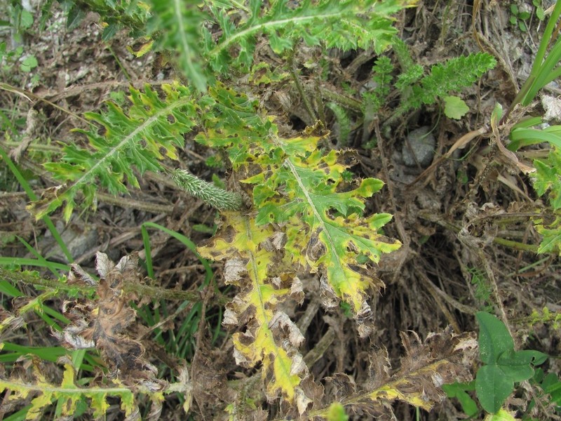 Carduus adpressus photo 5
