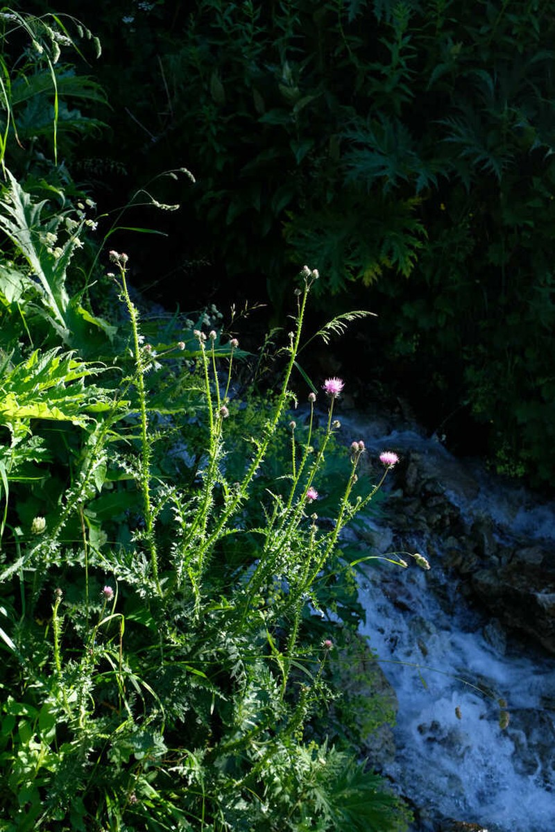 Carduus adpressus photo 6