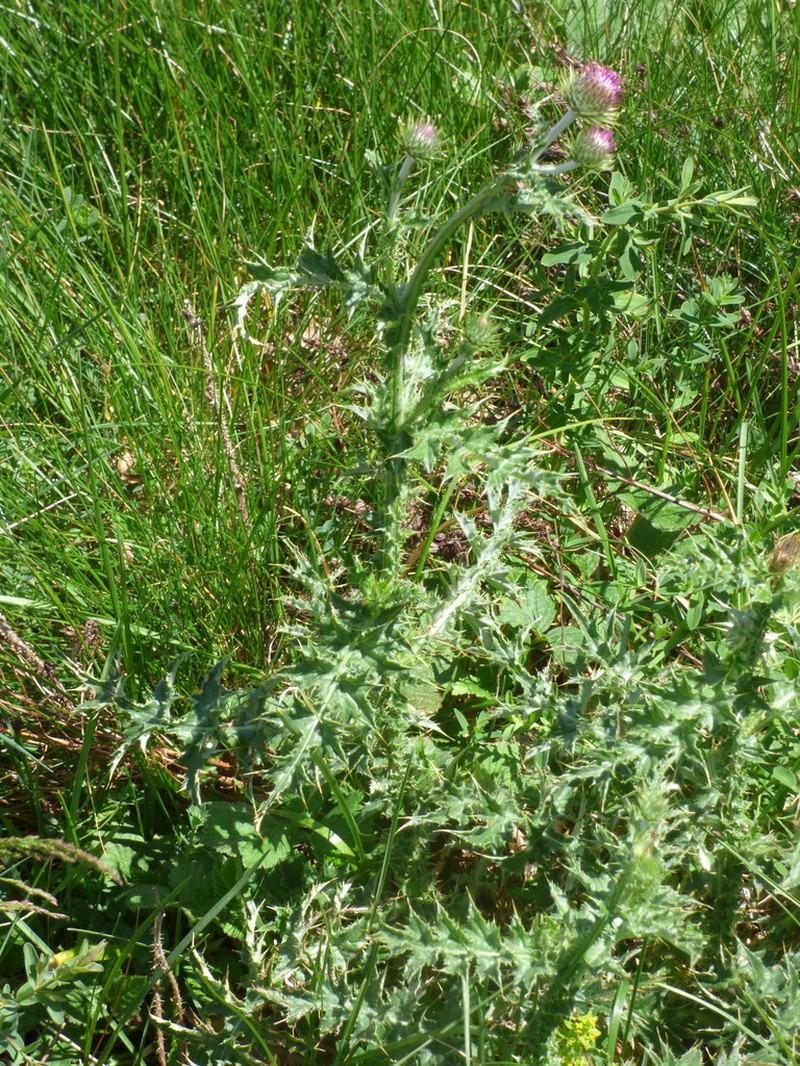 Carduus affinis