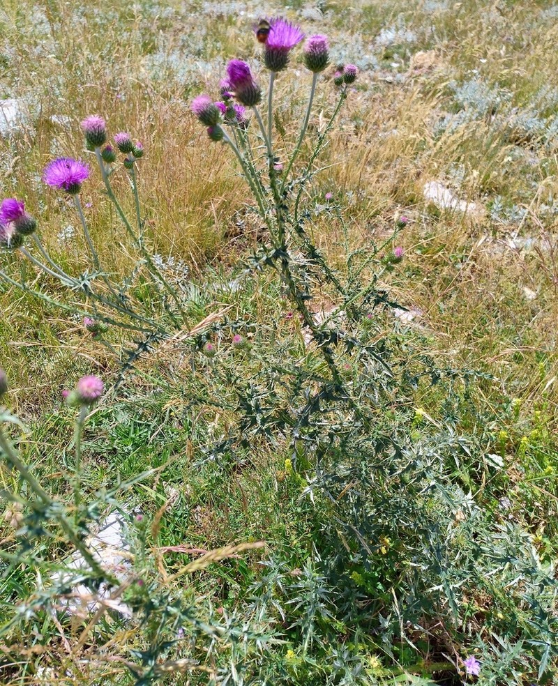 Carduus affinis photo 2