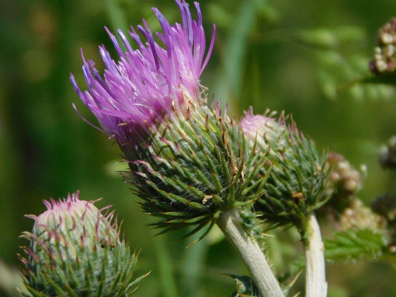 Carduus affinis photo 3