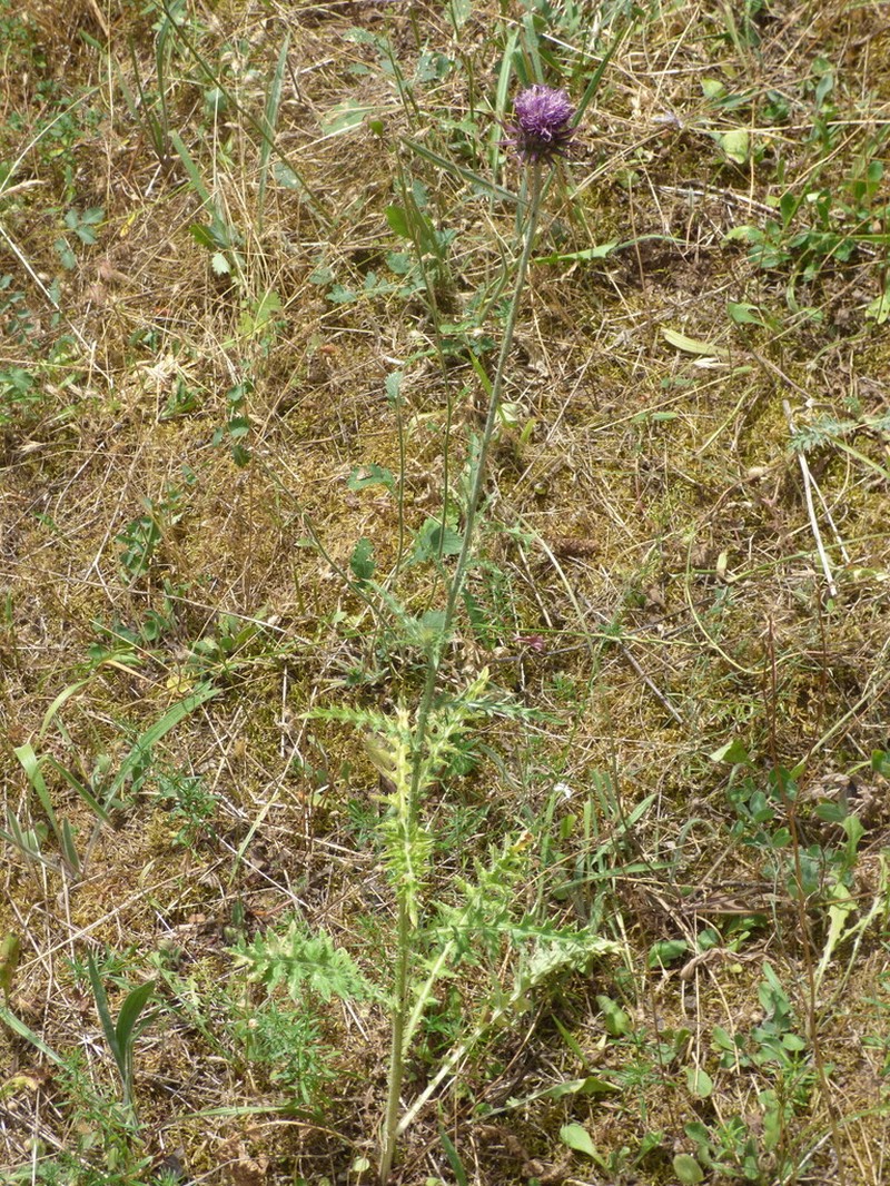 Carduus affinis photo 4