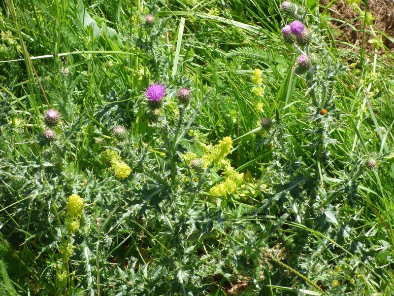Carduus affinis photo 5