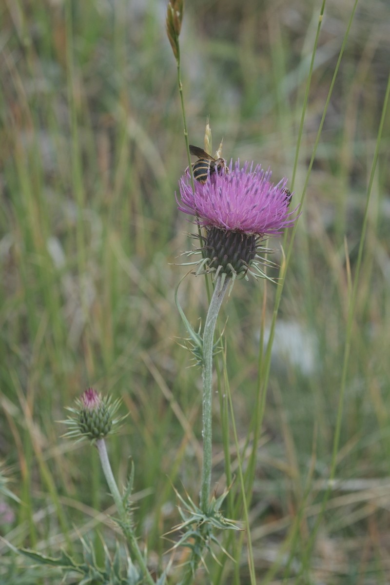 Carduus affinis photo 6