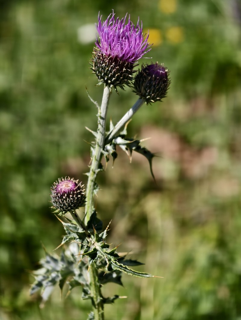Carduus affinis photo 8