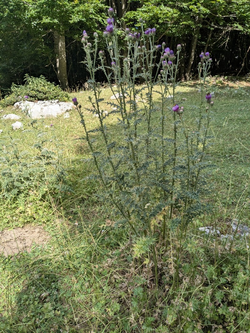 Carduus affinis subsp. affinis