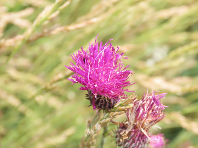 Carduus affinis subsp. affinis photo 2
