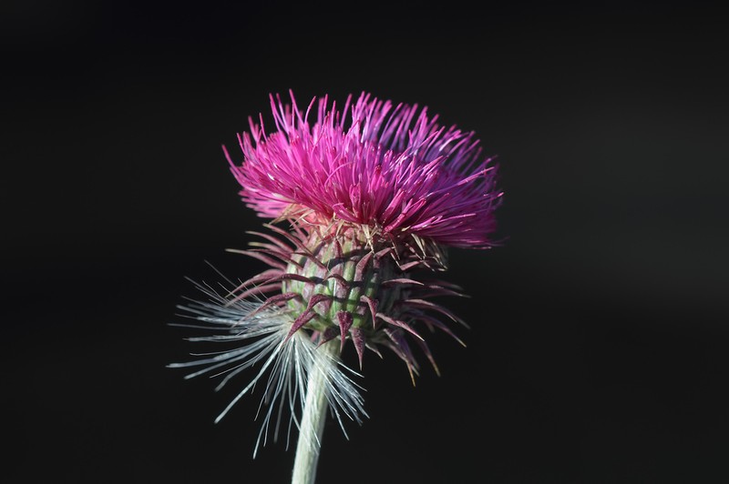 Carduus amanus