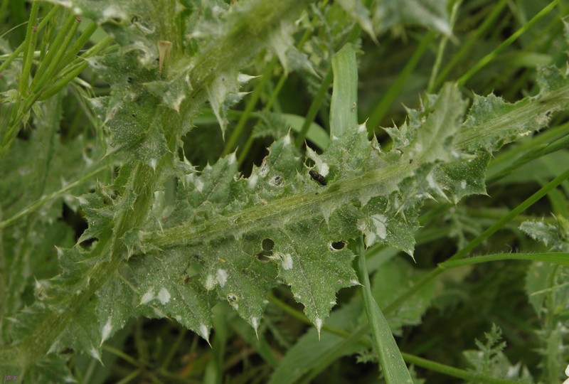 Carduus argentatus