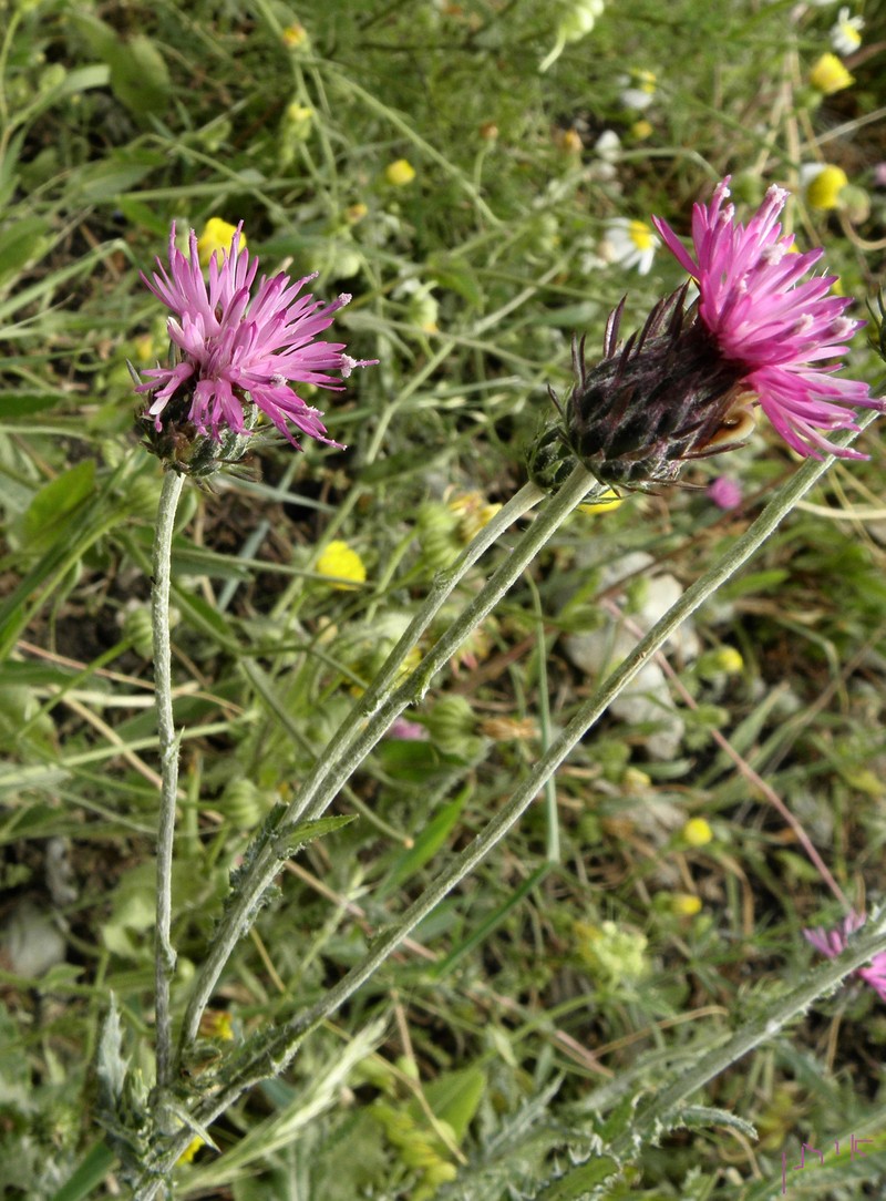 Carduus argentatus photo 2