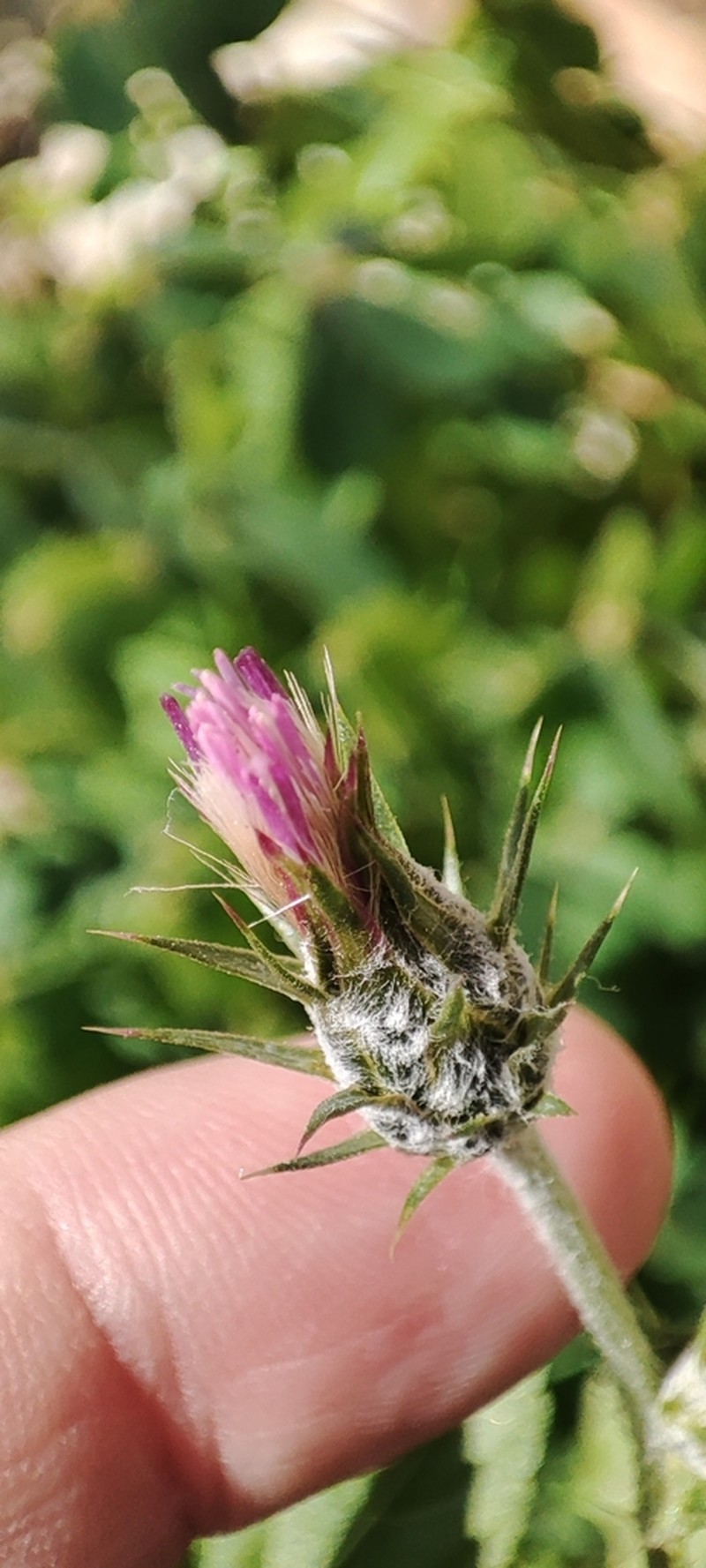 Carduus argentatus photo 4