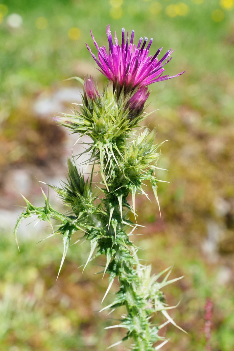 Carduus asturicus