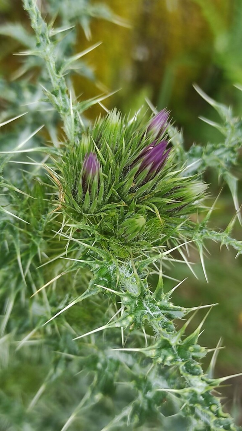 Carduus asturicus photo 2