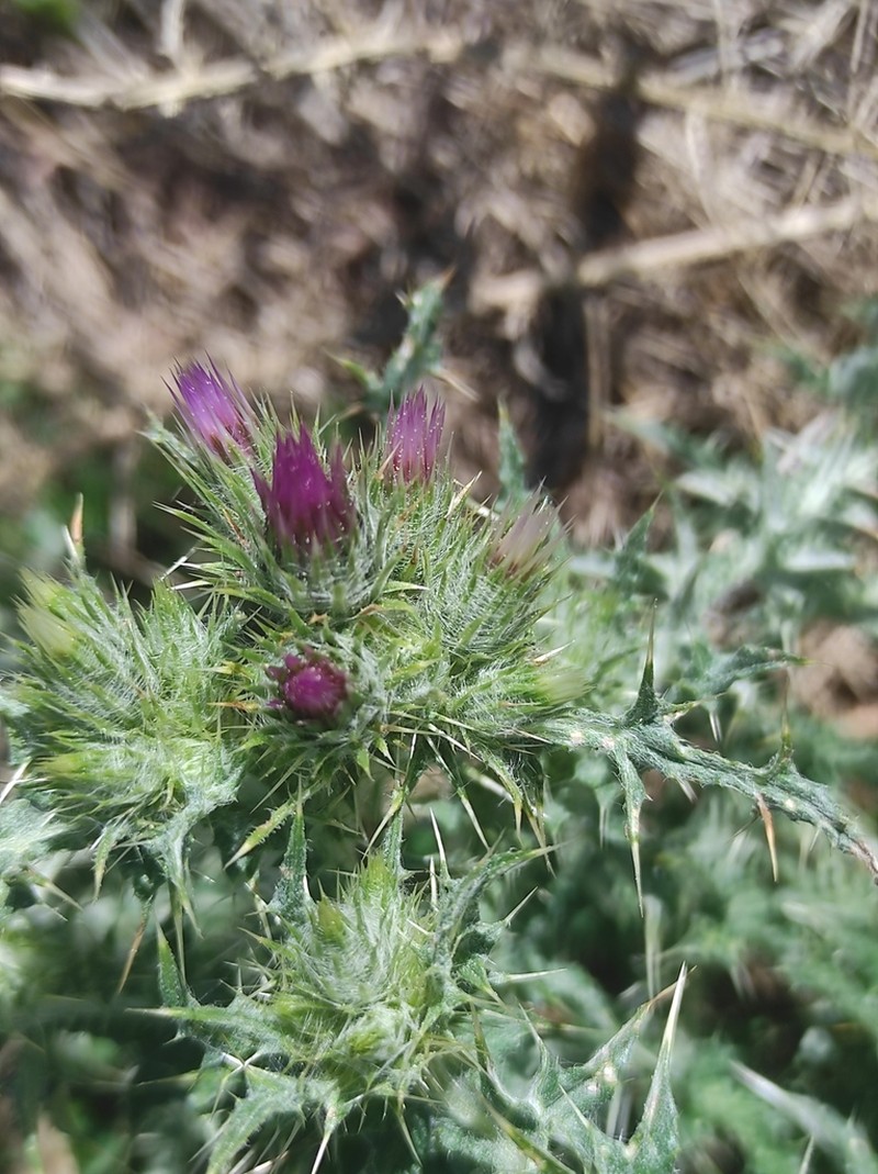 Carduus asturicus photo 3