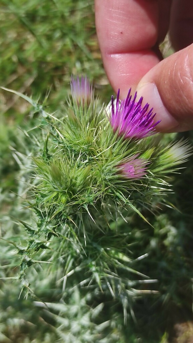 Carduus asturicus photo 5