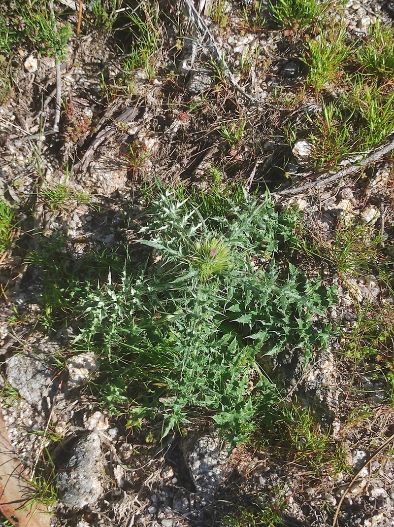 Carduus asturicus photo 6