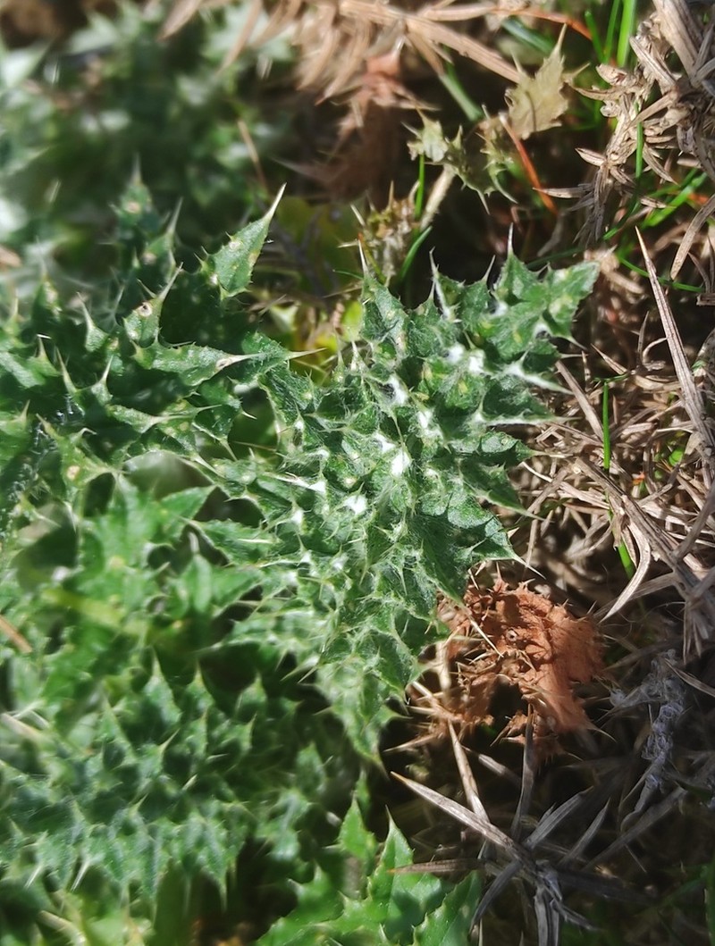 Carduus asturicus photo 7