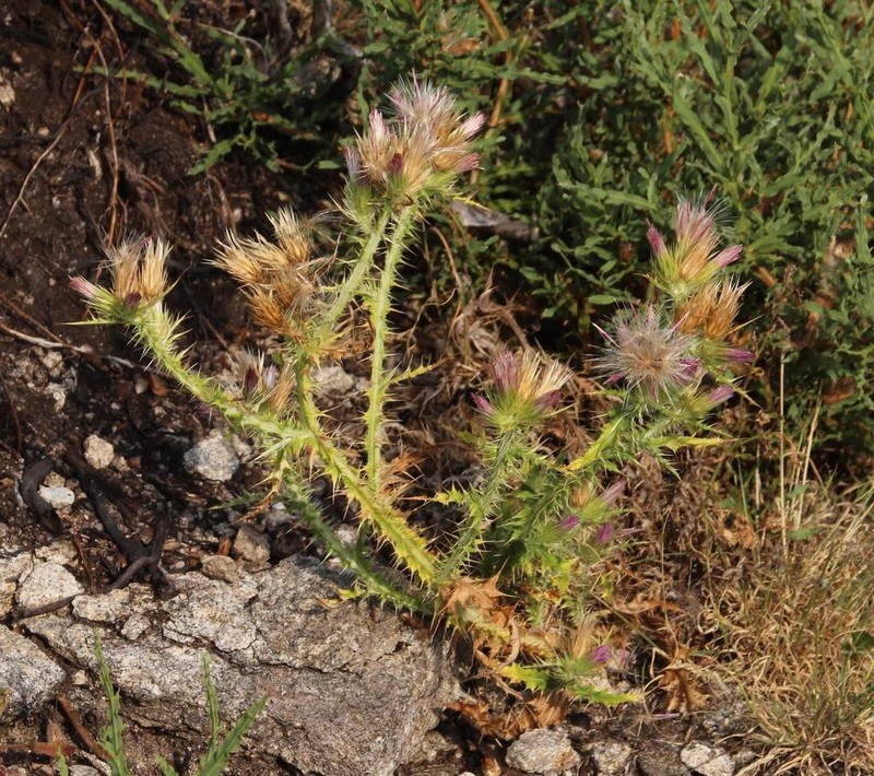 Carduus asturicus photo 8