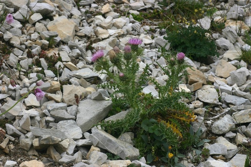 Carduus aurosicus