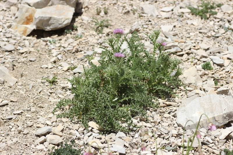 Carduus aurosicus photo 2