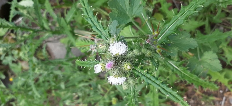 Carduus baeocephalus