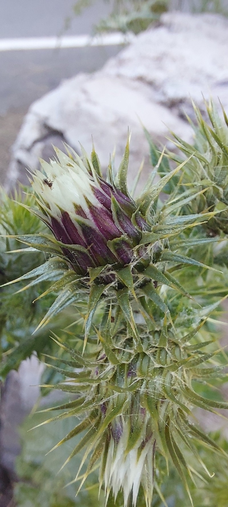 Carduus baeocephalus photo 2