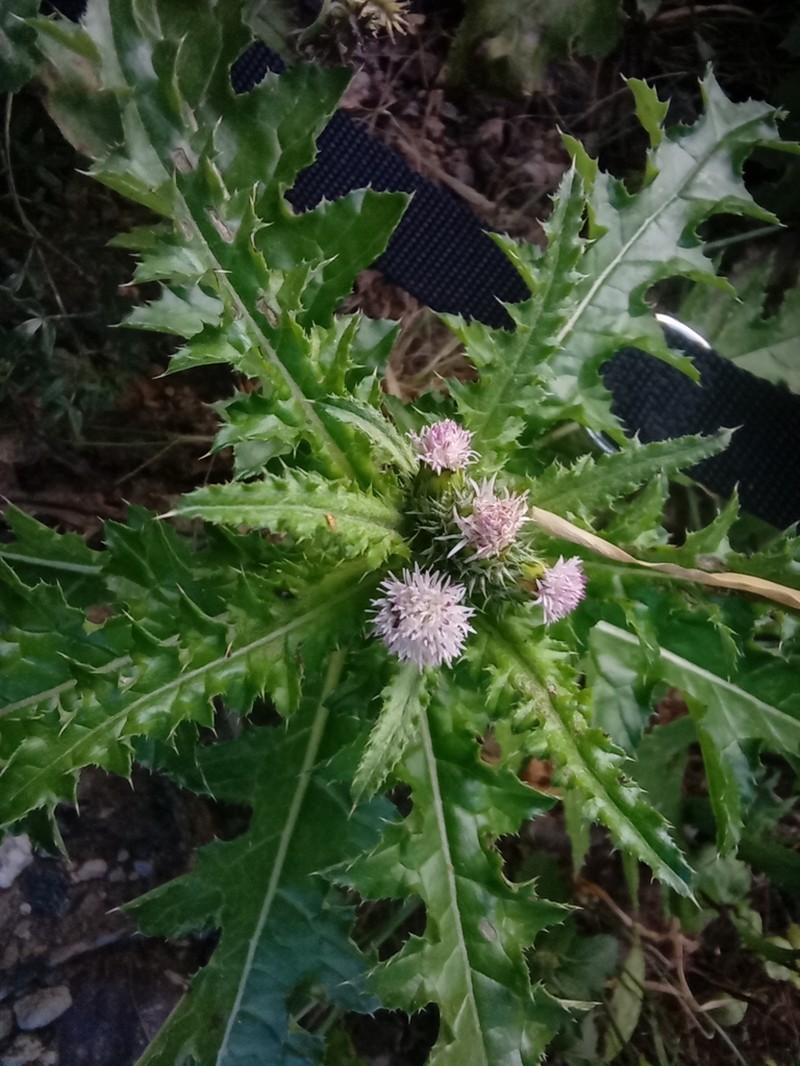 Carduus baeocephalus photo 3