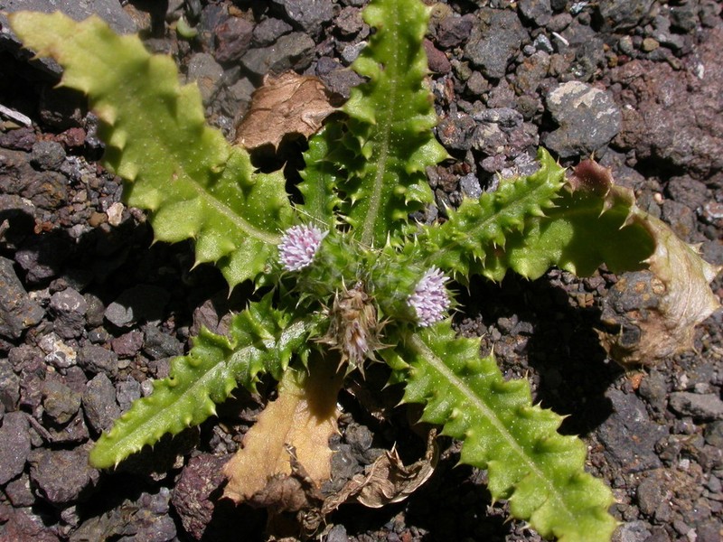 Carduus baeocephalus photo 4