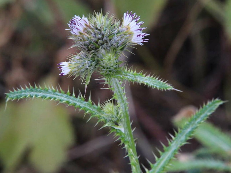 Carduus baeocephalus photo 5