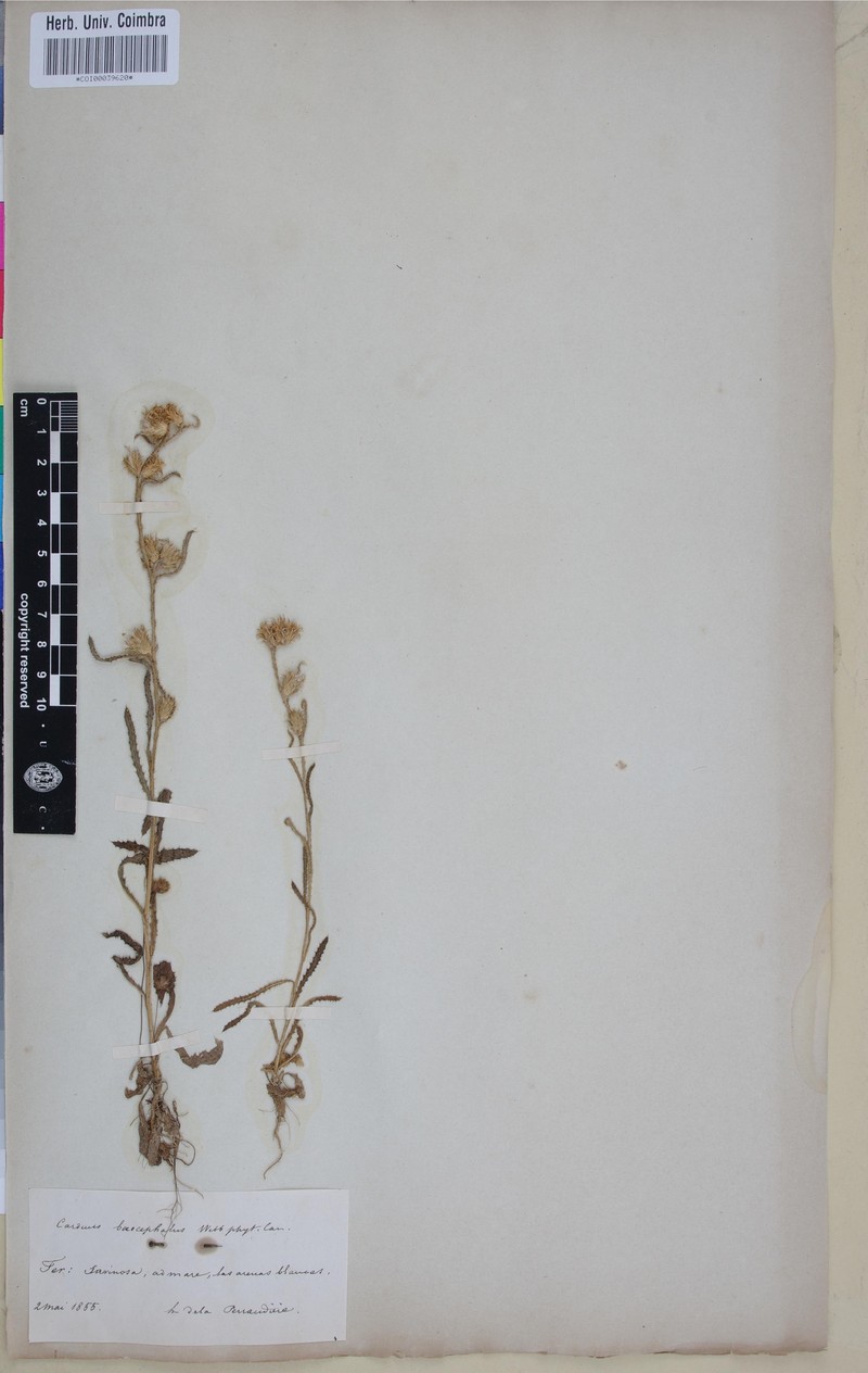 Carduus baeocephalus photo 7