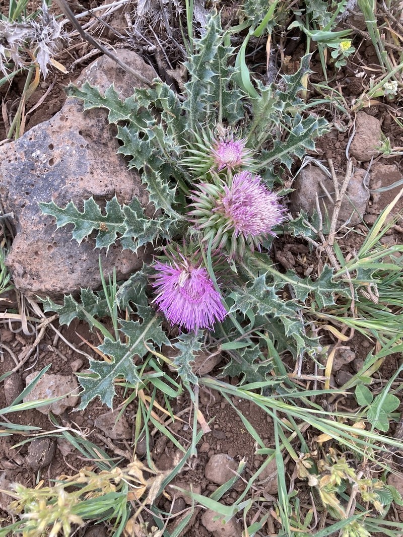 Carduus ballii