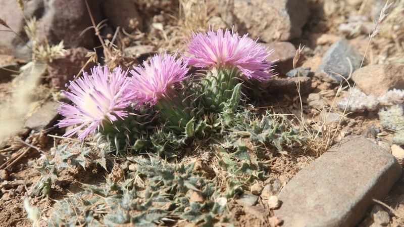 Carduus ballii photo 2