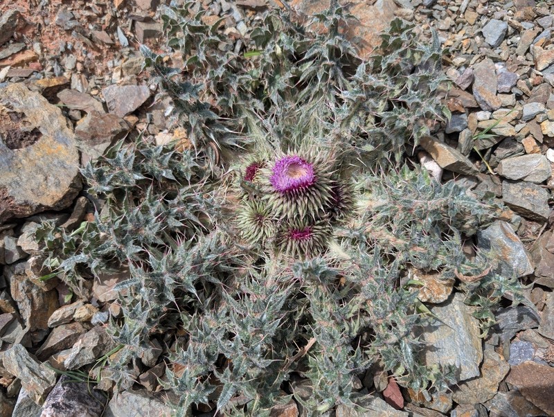 Carduus ballii photo 3