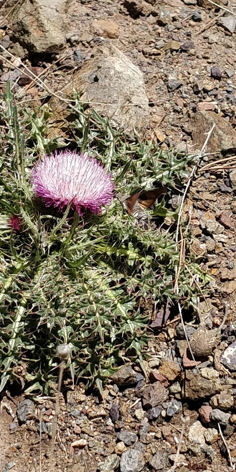 Carduus ballii photo 4