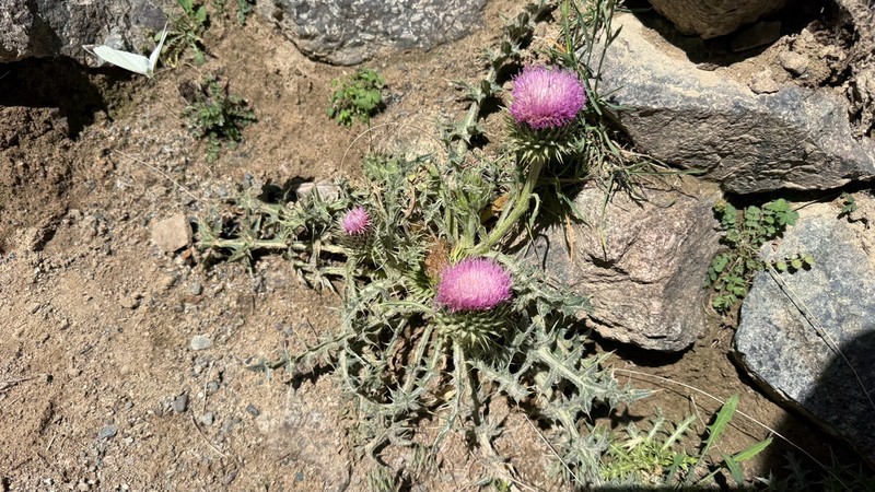 Carduus ballii photo 5