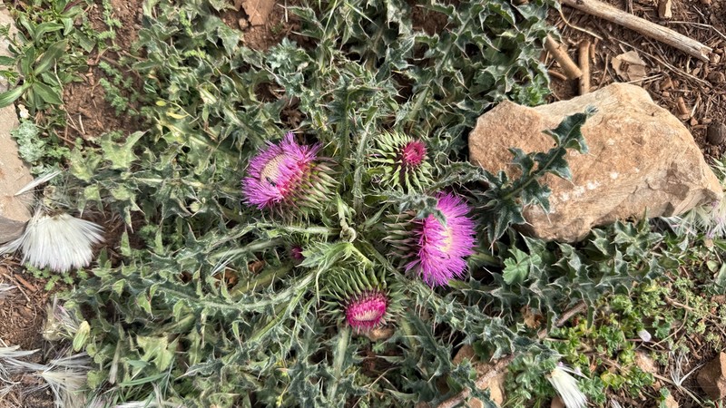 Carduus ballii photo 6